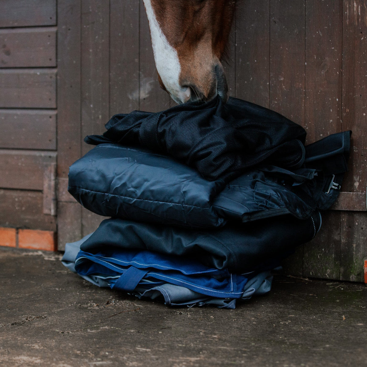 Horse interacting with a pile of folded blankets against a wooden stable door.