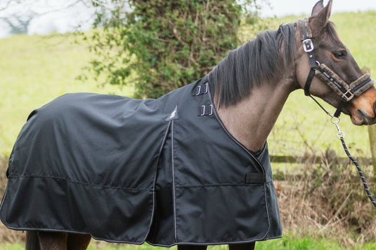 Horse wearing a black rug on a dirt path with a grassy field in the background