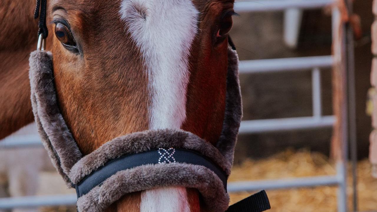 Horse wearing head collar