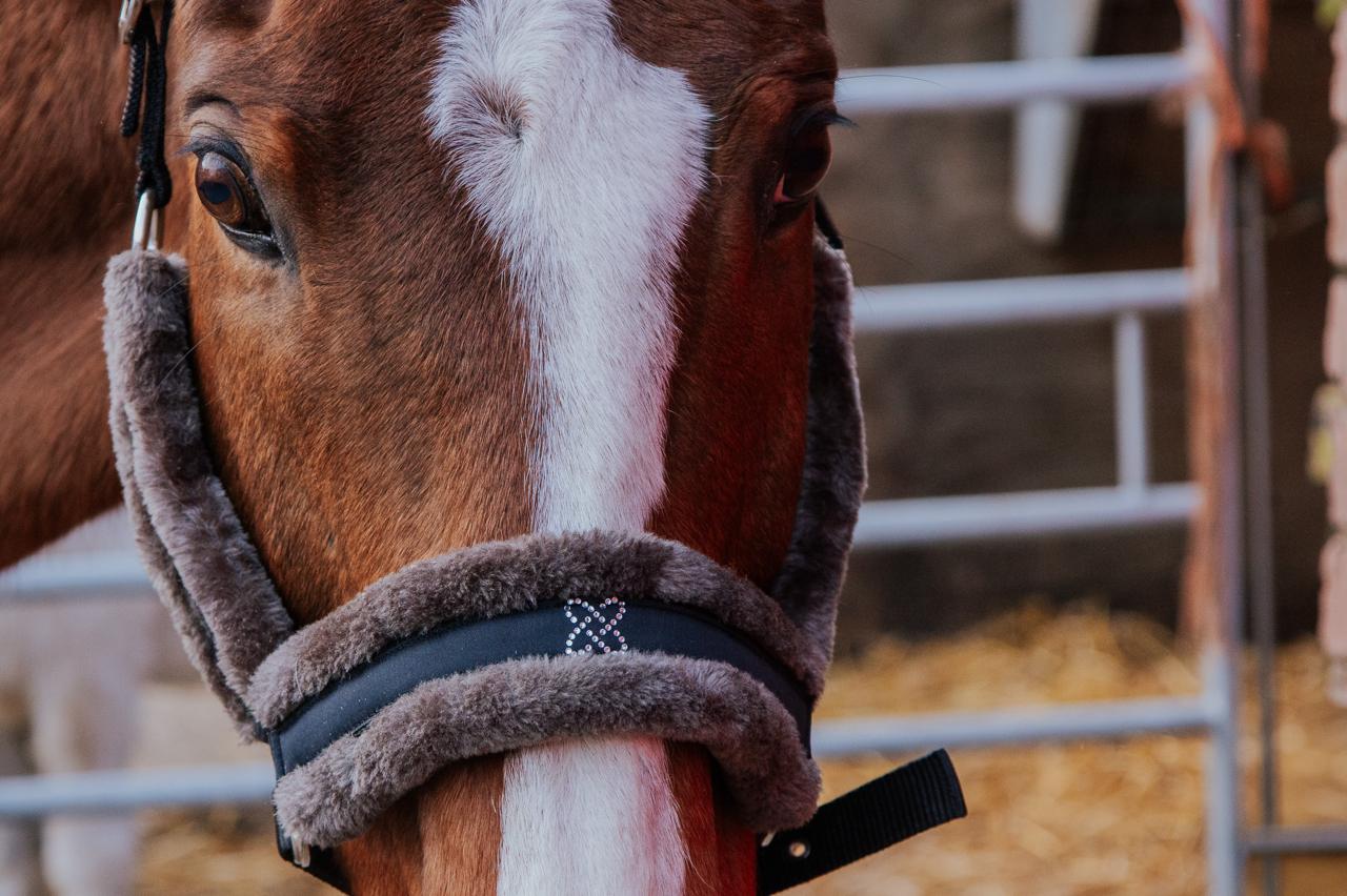 Close-up of a horse wearing a black fleece halter with a brand logo