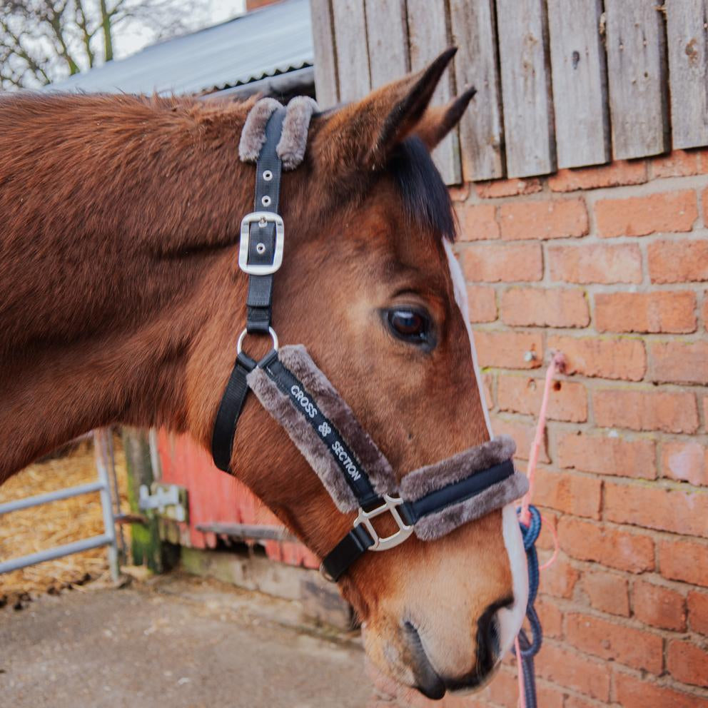 Brown horse with a head collar standing next to a brick wall.