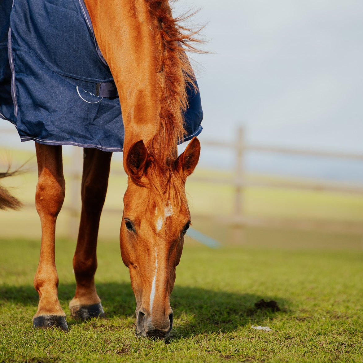 Horse wearing a blue blanket grazing in a field with a blurred background