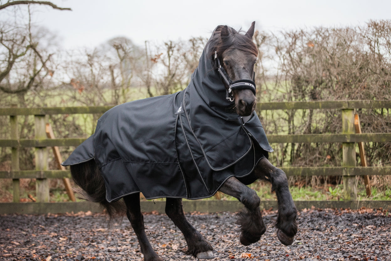 Horse in turn out rug 