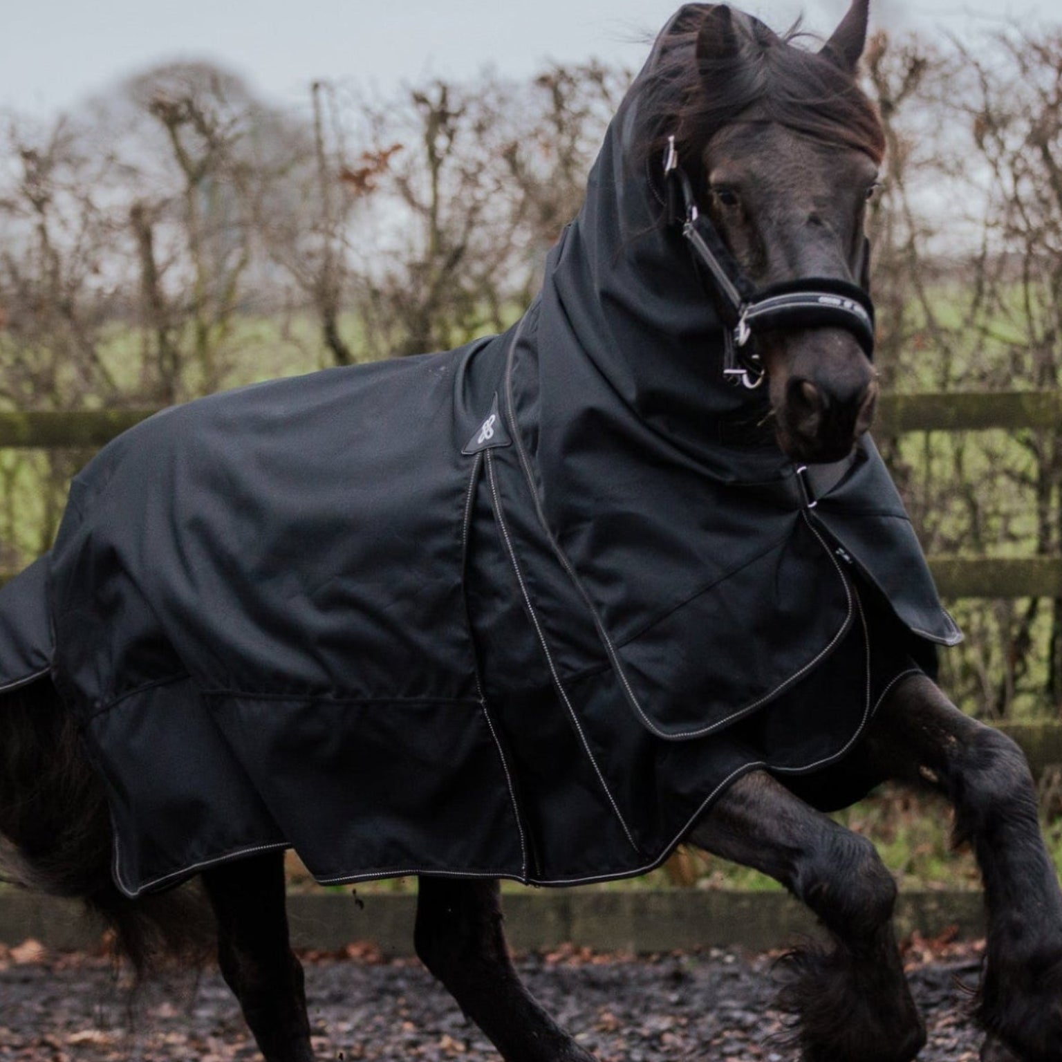 Horse wearing a black rug in an outdoor setting with a wooden fence and trees.