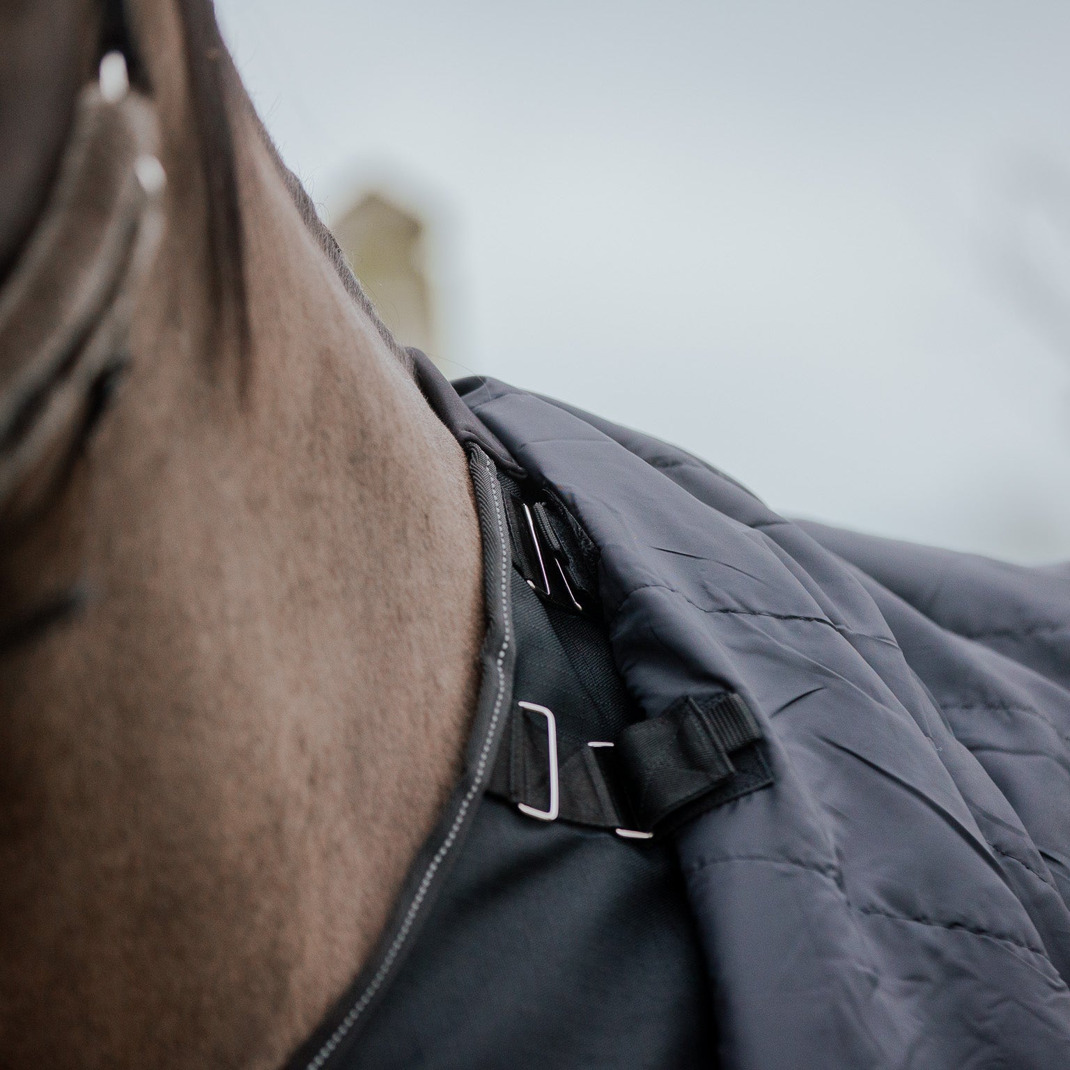 Horse wearing a dark blanket with straps on a blurred natural background