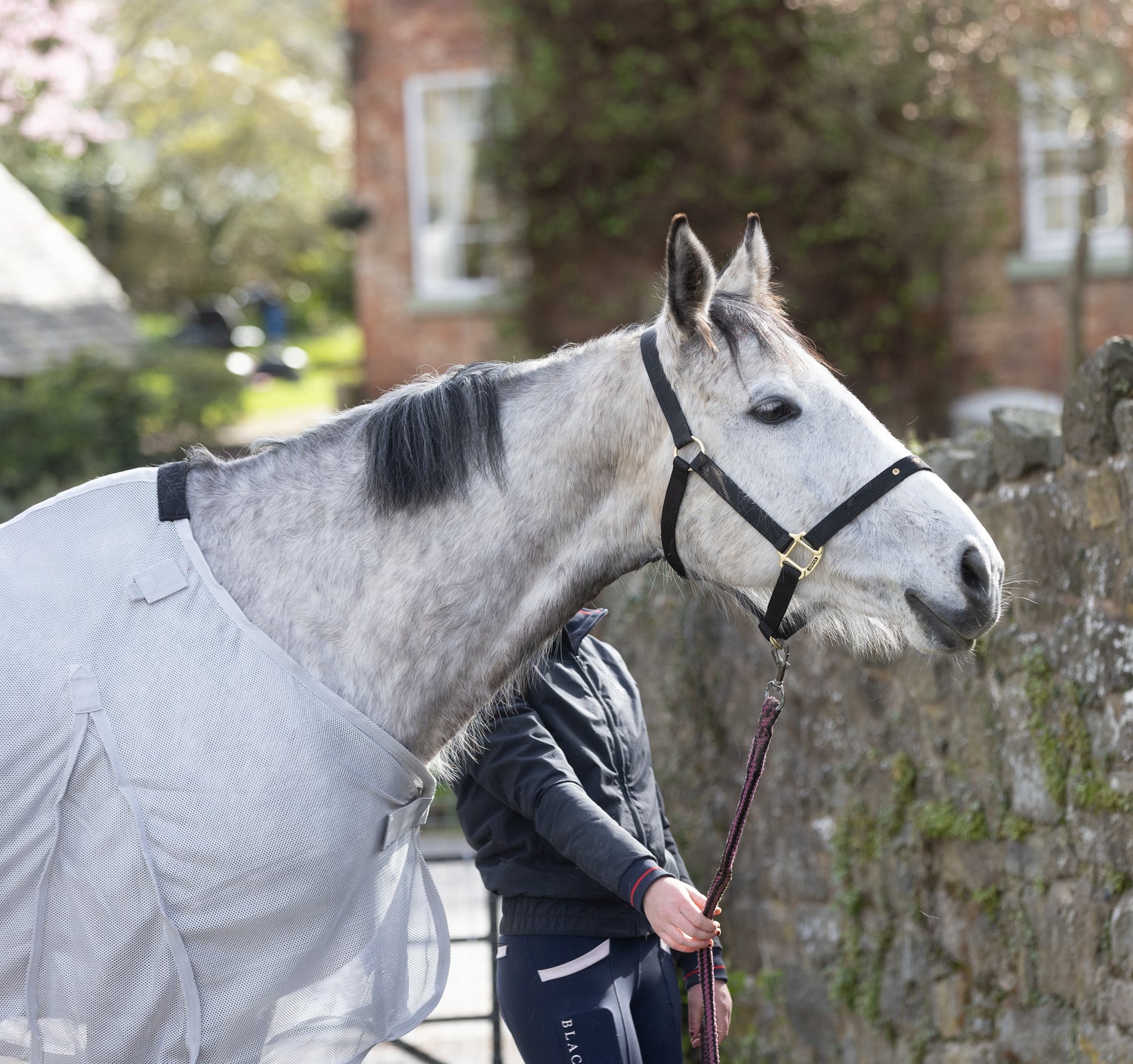 Person standing next to a gray horse wearing a rug in an outdoor setting with a stone wall and greenery.