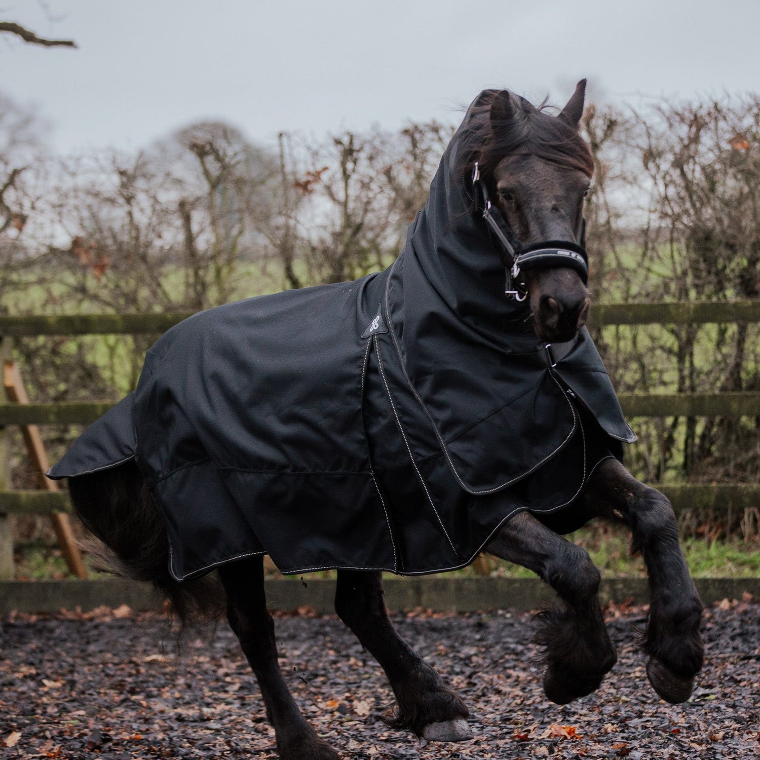 Horse wearing a black rug in an outdoor setting with a wooden fence and trees.